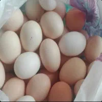 تخم مرغ محلی