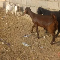 کود گوسفندی موجود هست