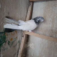 کله‌دم‌سرکی|پرنده|لالجین, |دیوار