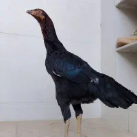 مرغ لاری اصل جوان|حیوانات مزرعه|پیرانشهر, |دیوار