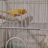 قناری پرتقالی