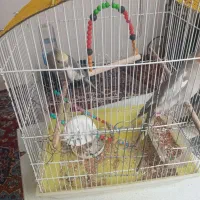 عروس هلندی نر وماده