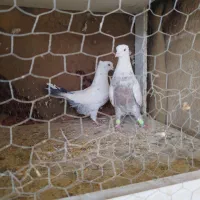 دمبی|پرنده|شیراز, پودنک|دیوار