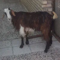 تیشتر ماده