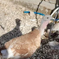 بوقلمون ماده