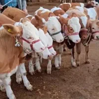 خرید و فروش گوساله