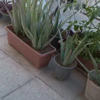 تعدادی گل الوورا پا جوش زده