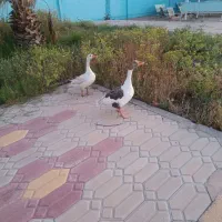 غاز