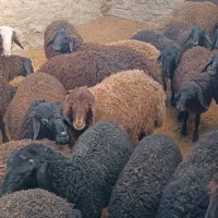 بره|حیوانات مزرعه|فرمهین, |دیوار