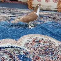 کفتر