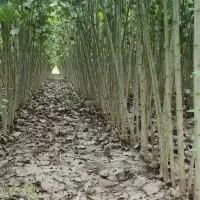 صنوبر ترکیه‌ای رشد سریع و انتخاب مناسب برای کاشت