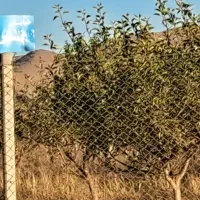 باغستان سیب رضا|فروش زمین و ملک کلنگی|زنجان, |دیوار