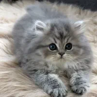 مجموعه گربه های بااصالت