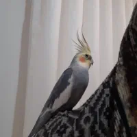 عروس هلندی پیدا شده|حیوانات|اندیشه, اندیشه فاز ۱|دیوار