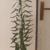 گل اشک تمساح ارتفاع یک ونیم متر۵۵۰تومان