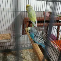 دو جفت مرغ عشق درجه یک