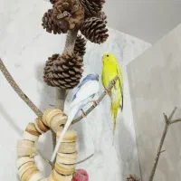 مرغ عشق|پرنده|هشتگرد, فاز ۱ مهستان|دیوار