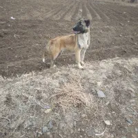 سگ سرابی