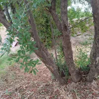 فروش خونه نیمه ساز