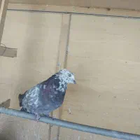 کبوتر دوتا نر