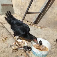 مرغ لاری