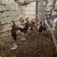 مرغ و خروس لاری