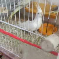 عروس هلندی|پرنده|مشهد, فاطمیه|دیوار