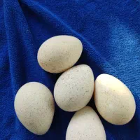 تخم بوقلمون نطفه دار