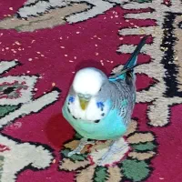 مرغ عشق انگلیسی