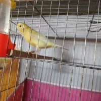 قناری جنسیتو نمیدونم