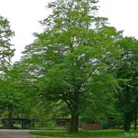 هرس باغ و باغچه