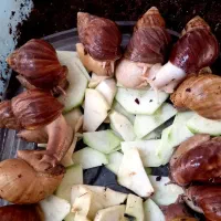 حلزون و خاویار حلزون|خزنده|تهران, افسریه شمالی|دیوار