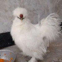 مرغ و خروس ابریشمی