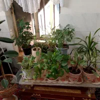 گل طبیعی