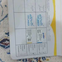 سگ ماده پامر روباهی شناسنامه دار|سگ|رشت, پل تالشان|دیوار