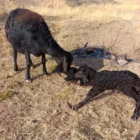 بره ماده هترو  میش هترو  قوچ همو و هترو