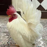 مرغ و خروس جاپنیز اصیل|حیوانات مزرعه|رشت, نخودچر|دیوار