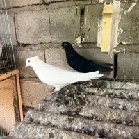 کبوتر|پرنده|بم, |دیوار