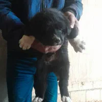 توله سگ قدرجونی