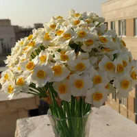 گل نرگس دکوری|گل مصنوعی|رشت, نظری|دیوار