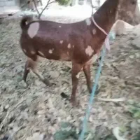 بز شکالی نر