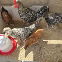 خروس امروک و مرغ گلپایگانی