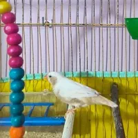 خاص ترین فنچ ایران فنچ وایدا و جامبو big size|پرنده|شیراز, عفیفآباد|دیوار