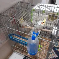 جفت عروس هلندی باقفس|پرنده|محمدشهر, کوی بهار|دیوار