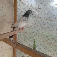 کبوتر پرشی|پرنده|رشت, حومه رشت|دیوار