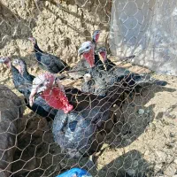 بوقلمون|پرنده|زرین دشت (همدان), |دیوار