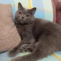 بیریتیش شجره دار|گربه|مشکین‌دشت, |دیوار