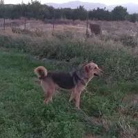 فروشی|سگ|اشنویه, |دیوار