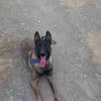 سگ مالینیوز|سگ|جوادآباد, |دیوار