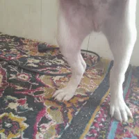 سگ پیتبول واگذاری|سگ|دزفول, |دیوار